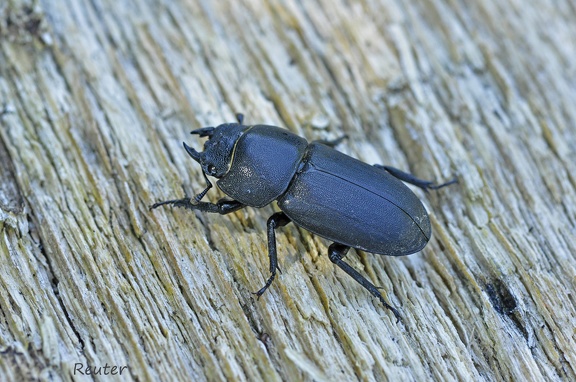 Balkenschröter (Dorcus parallelipipedus)